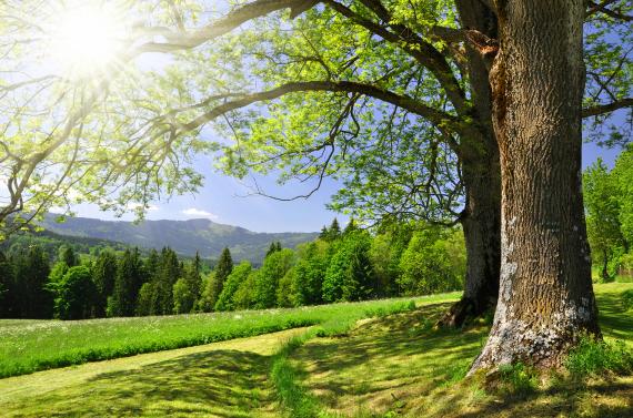 Auriez-vous un peu de temps pour contempler la forêt de Tronçais ?